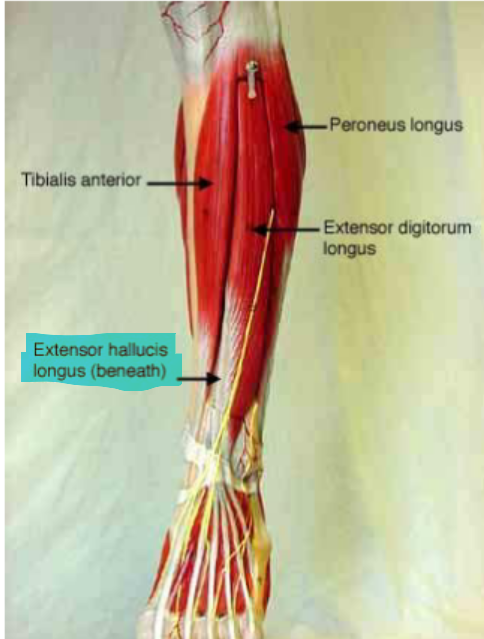 <p>Extensor Hallucius Longus</p>