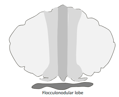 <p>The vestibulocerebellum comprises the flocculonodular lobe. It receives inputs from the semicircular canals, the otolith organs, the visual system and somatic sensory input from the head and neck. It is involved in balance and eye movements.</p><ul><li><p>outputs go directly back into brainstem: doesn’t go through deep nuclei</p></li><li><p>Input: Vestibular system - Output: brainstem</p></li></ul><p></p>