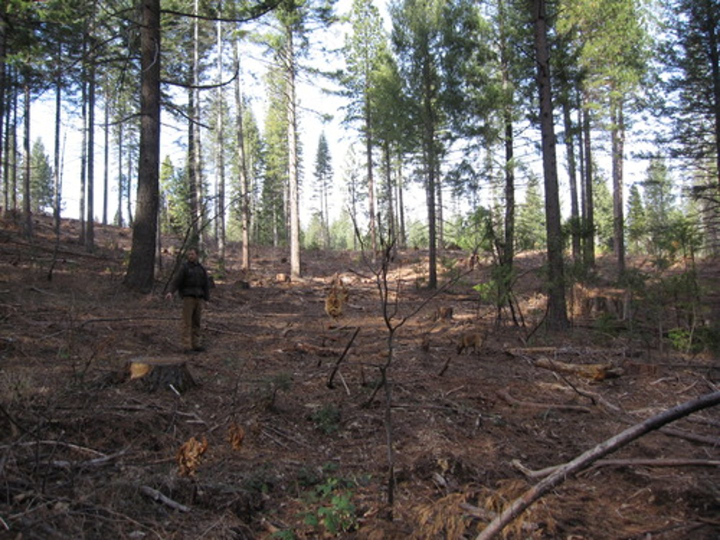 <p>Method of forestry which you only cut trees of a certain type, size or quality</p>