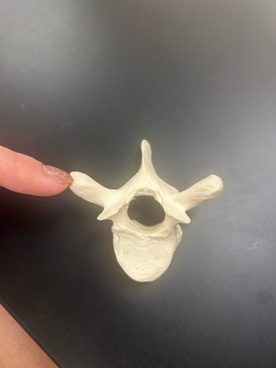 <p>name the bone</p>