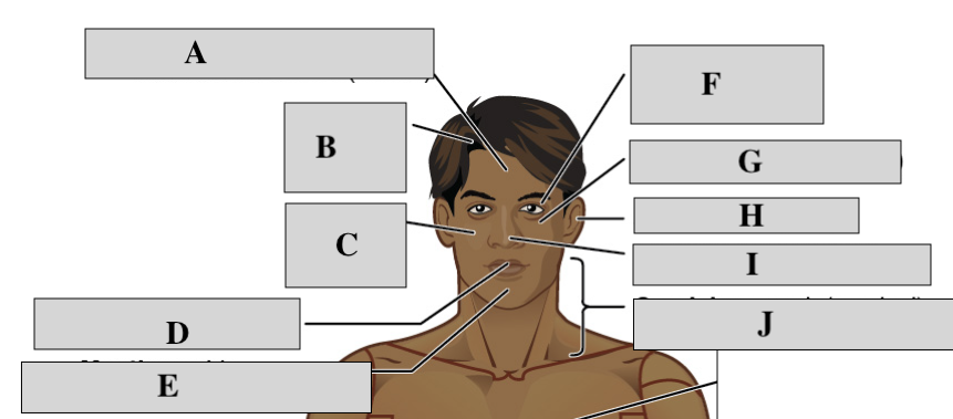 <p>Anterior View; What is the correct labels </p>