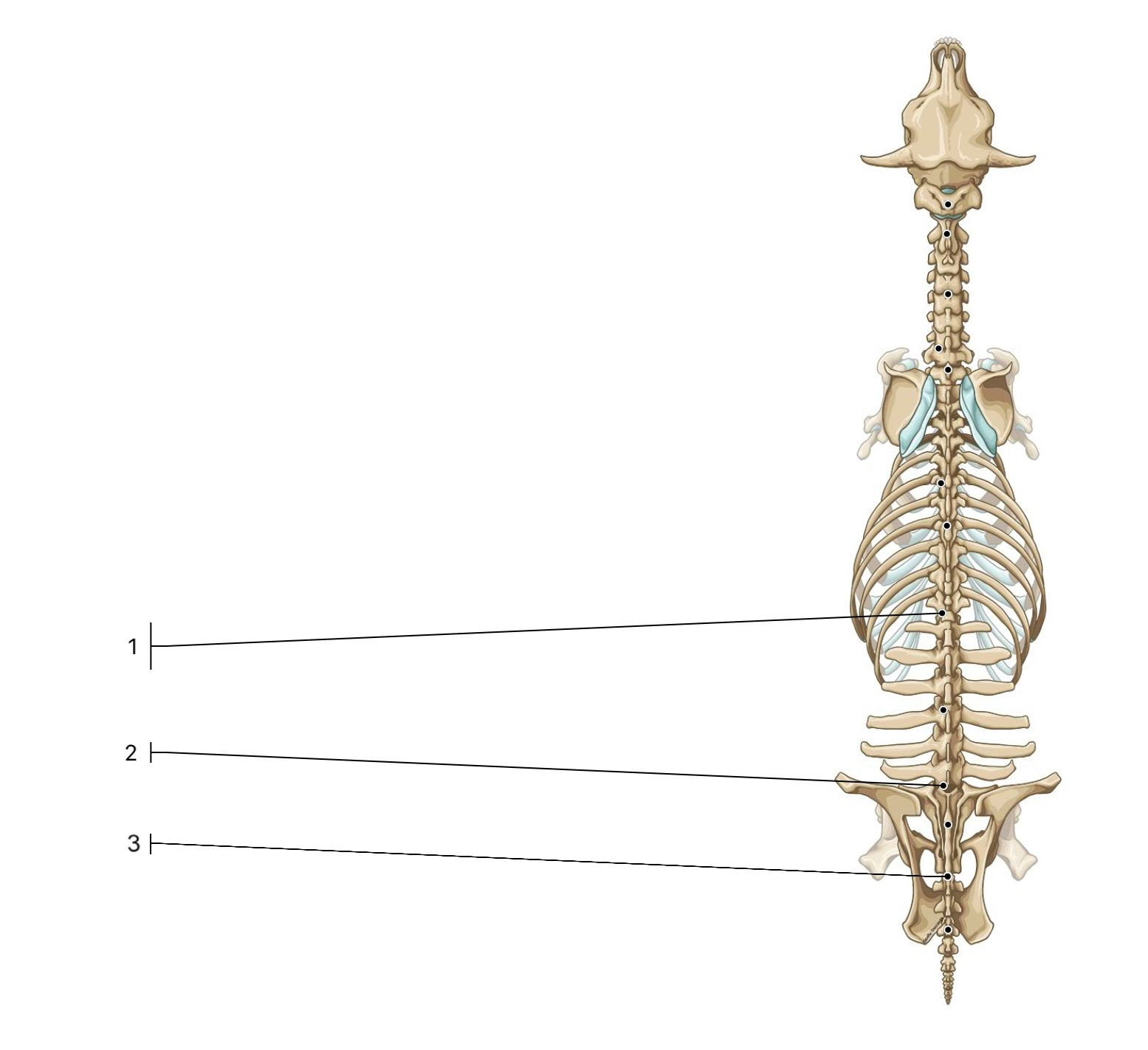 <p>What are the scientific names for the vertebral junctions on a cow labelled 1-3?</p>