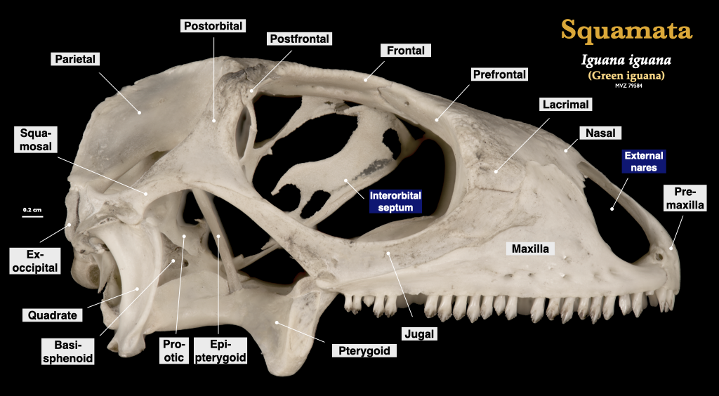 <p>base of skull supporting brain, near quadrate- kinda undereneath</p>