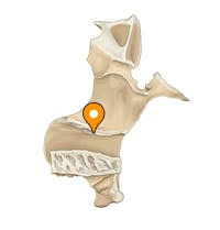 <p>horizontal about halfway up perpendicular plate</p><p>for inferior nasal concha</p>