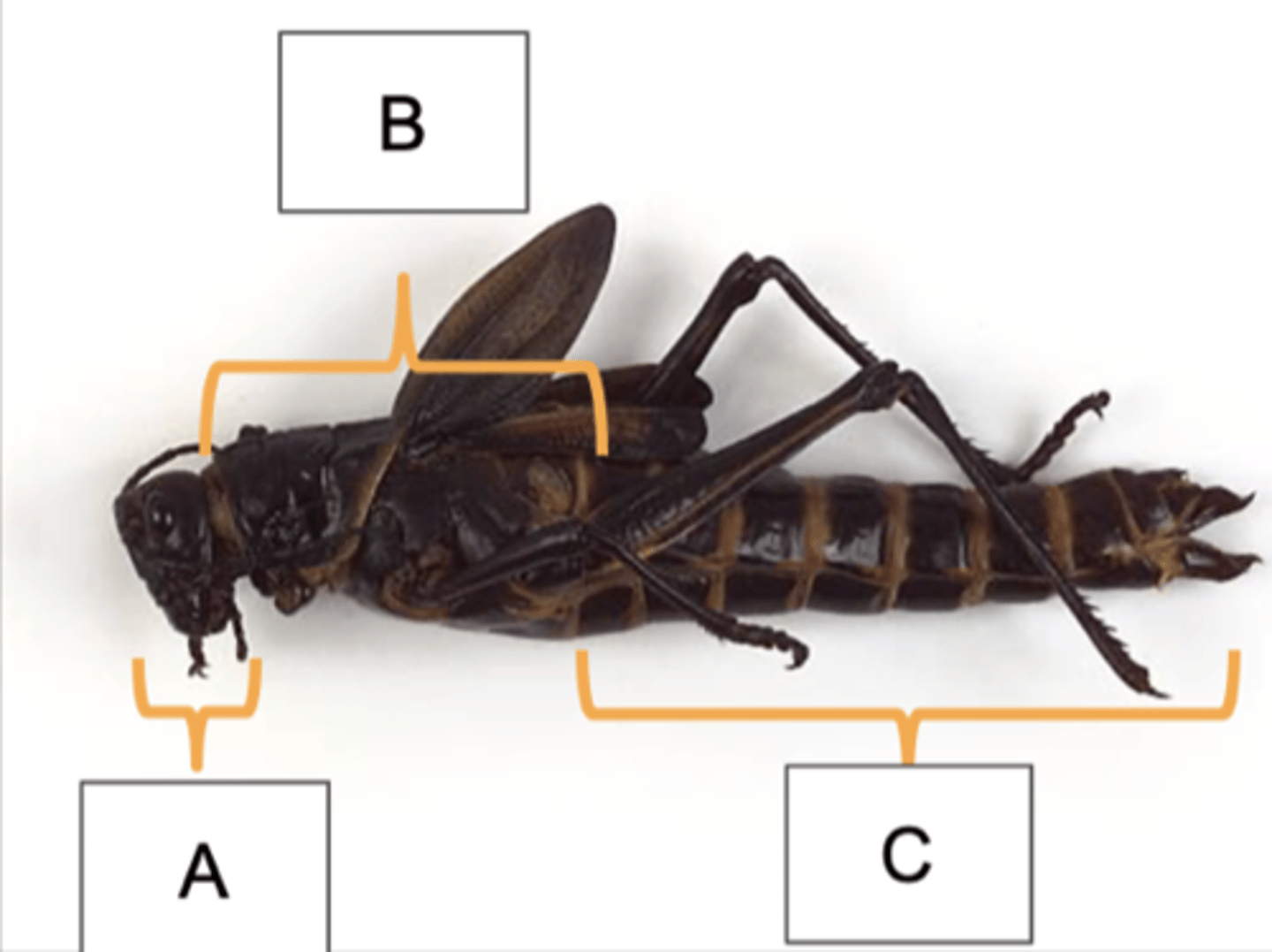 <p>Identify the: subphylum, class, division, and order of this organism</p>