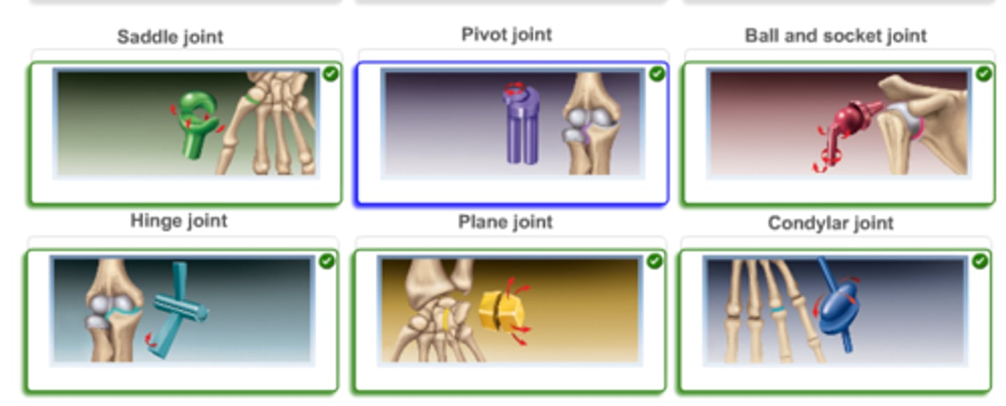 <p>Saddle Joint: Green</p><p>Pivot Joint: Purple</p><p>Ball-and-Socket Joint: Red</p><p>Hinge Joint: Light Blue</p><p>Plane Joint: Yellow</p><p>Condylar Joint: Dark Blue</p>