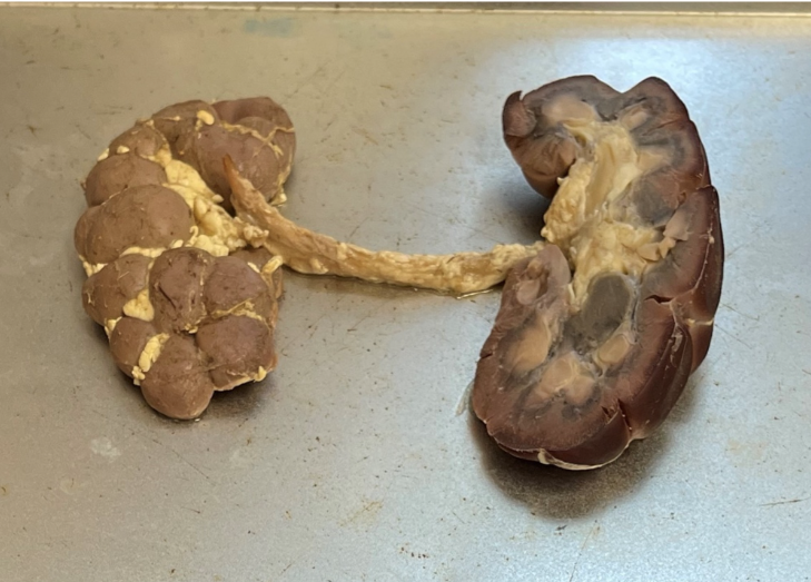 <p>What species is this kidney from? </p>