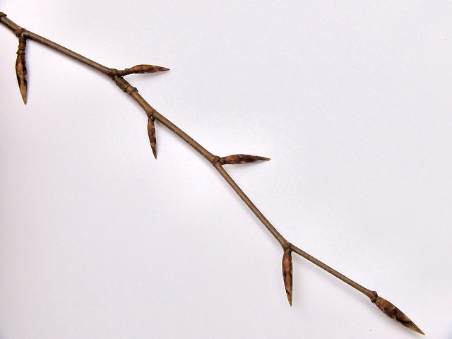 <p>Whose twig is this?</p>