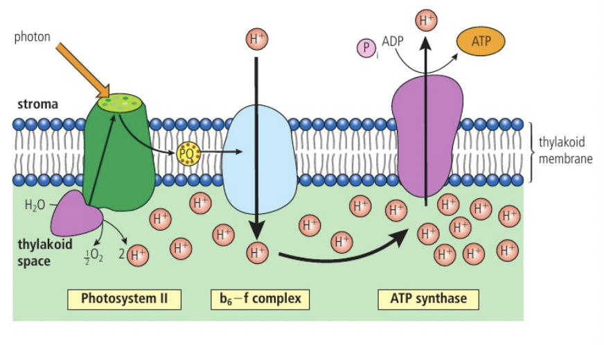 <p>The production of ATP in photosynthesis is called photophosphorylation.</p><p></p><p>After photolysis has occurred to replace the excited electron:</p><ol><li><p>The excited electrons from the chlorophyll a pass from the primary acceptor down an electron transport chain, losing energy at each exchange. The first of the three carriers is plastoquinone (PQ). The middle carrier is a cytochrome complex.</p></li><li><p>The energy lost from the electrons moving down the electron transport chain drives chemiosmosis to bring about phosphorylation of ADP to produce ATP</p></li></ol><p></p><p>ATP synthase is located in thylakoid membranes. A proton gradient is generated by chains of electron carriers in thylakoid membranes. Excited electrons pass along these chains, releasing energy (energy is released when electrons are exchanged from one carrier to another) which is used to pump protons from the stroma to the thylakoid space. Hydrogen ions diffuse back into the stroma through the channels of ATP synthase.</p>