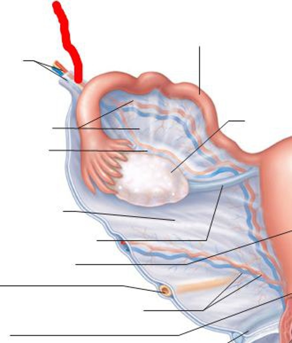 <p>Ligament that contains ovarian vessels</p>
