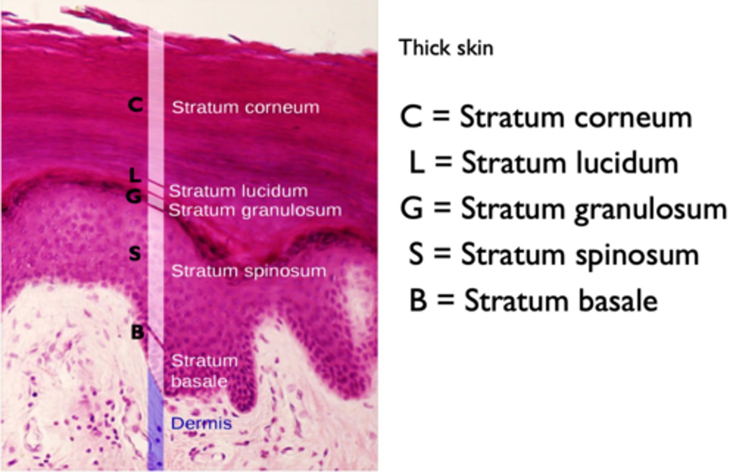 <p>stratum corneum, stratum lucidum, stratum granulosum, stratum spinosum, stratum basale</p>
