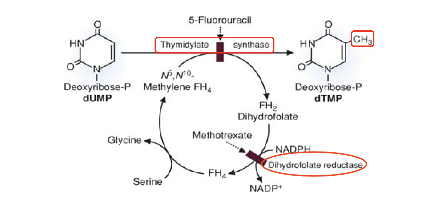 <p><span>What does Figure 40.5 illustrate about folate metabolism and drug targets? &nbsp;</span></p>