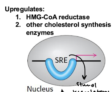 <p>To SRE response element DNA sequences at the promoters of cholesterol synthesis genes, including HMG-CoA reductase.</p>