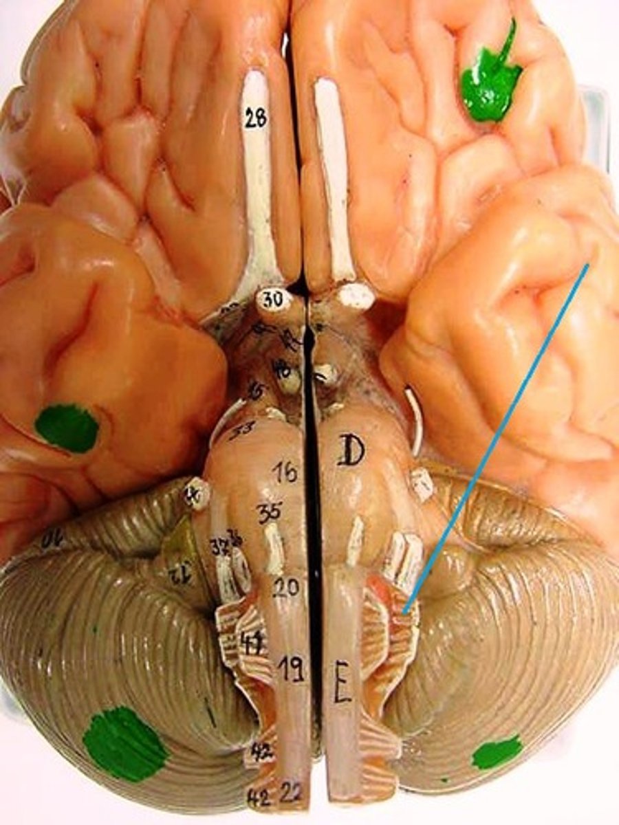<p>Both Motor - swallowing, salivary gland secretion</p><p>Sensory - taste from posterior 1/3 of tongue</p>