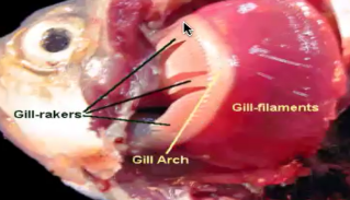 <p>Memorize this: Gill rakers → inner margin &amp; Gill slits → spaces between gill arch. Type&nbsp;“Yes” if done</p>