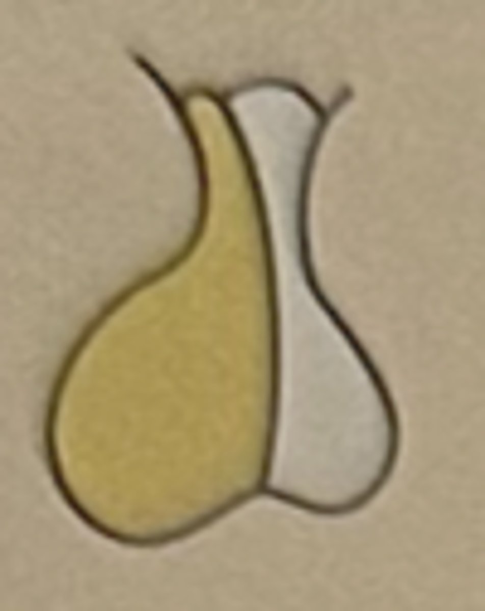 <p>Anterior pituitary (adenohypophysis)</p>