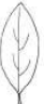 <p>Elliptical</p>