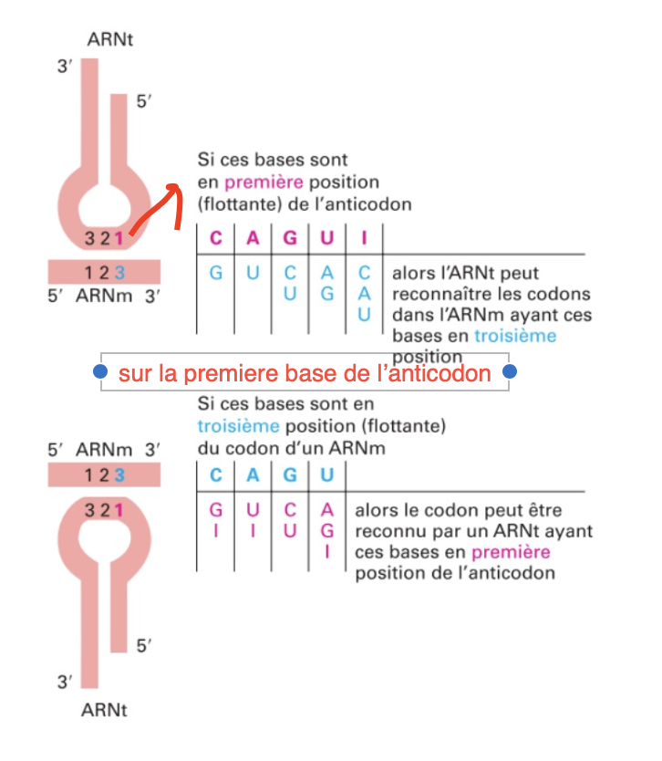 <ul><li><p>La base du premier ARN de transfert (coté 5’) est souvent modifié et vu que la lecture se fait du sens 3’ à 5’ pour le codon, certains codons vont pour le même acide aminé</p></li></ul><p>Résulats : Un ARNt peut reconnaitre plusieurs codons synonyme car elle est déterminé par le premiere base de son anticodon contre la troisième pour le codon.</p><p>Environ 40 ARNt pour 61 codons différents car 3 codons STOP</p>