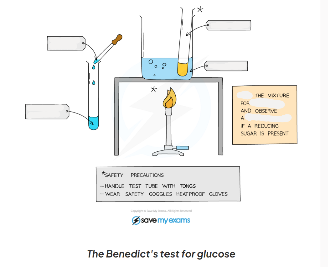 <p>1.13: CP Label this diagram of the apparatus needed for the Benedict's test for glucose </p>