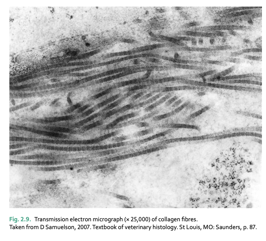 <p>dense connective tissue</p>