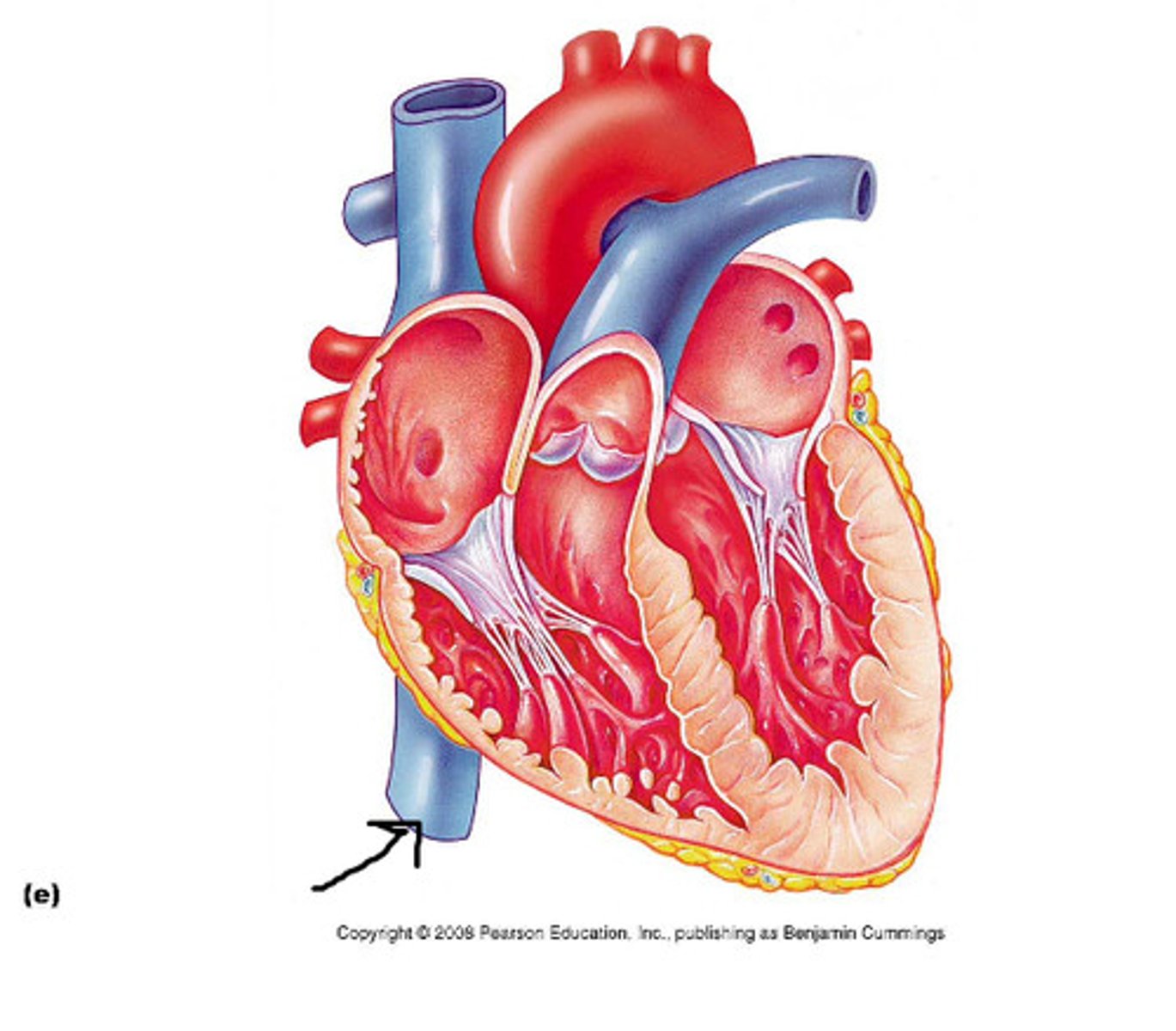<p>returns blood from portions of the body below the heart to the right atrium</p>