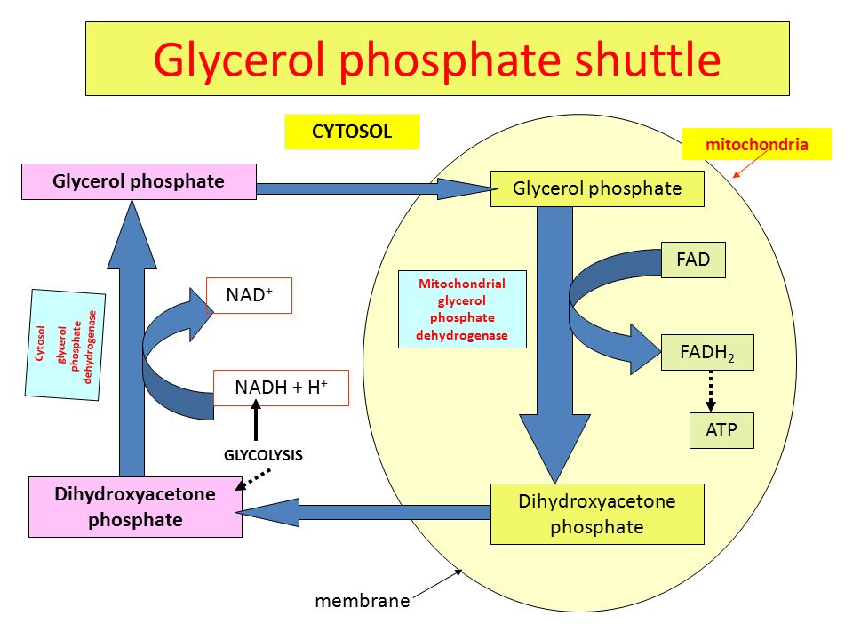 <p>transfers electrons from cytoplasmic NADH into the mitochondria for ATP production since NADH can’t cross the inner mitochondrial membrane</p><p>converts DHAP to G3P via G3P dehydrogenase in a process that oxidizes NADH to NAD+</p><p>the mitochondrial G3P dehydrogenase then transfers the electrons from G3P to FAD to make FADH2 which donates the electrons to the ETC at complex II</p>