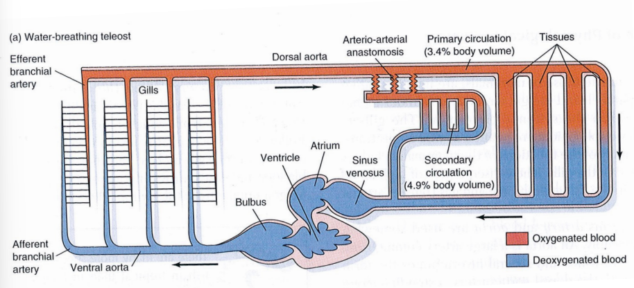 <p>leur circulation respiratoire et systémique est en série, il y a une deuxième circulation secondaire majoritairement pour les nutriments</p>