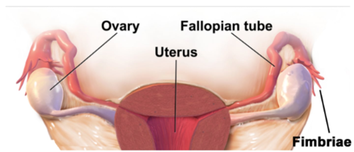 <p>fimbriae; cilia</p>