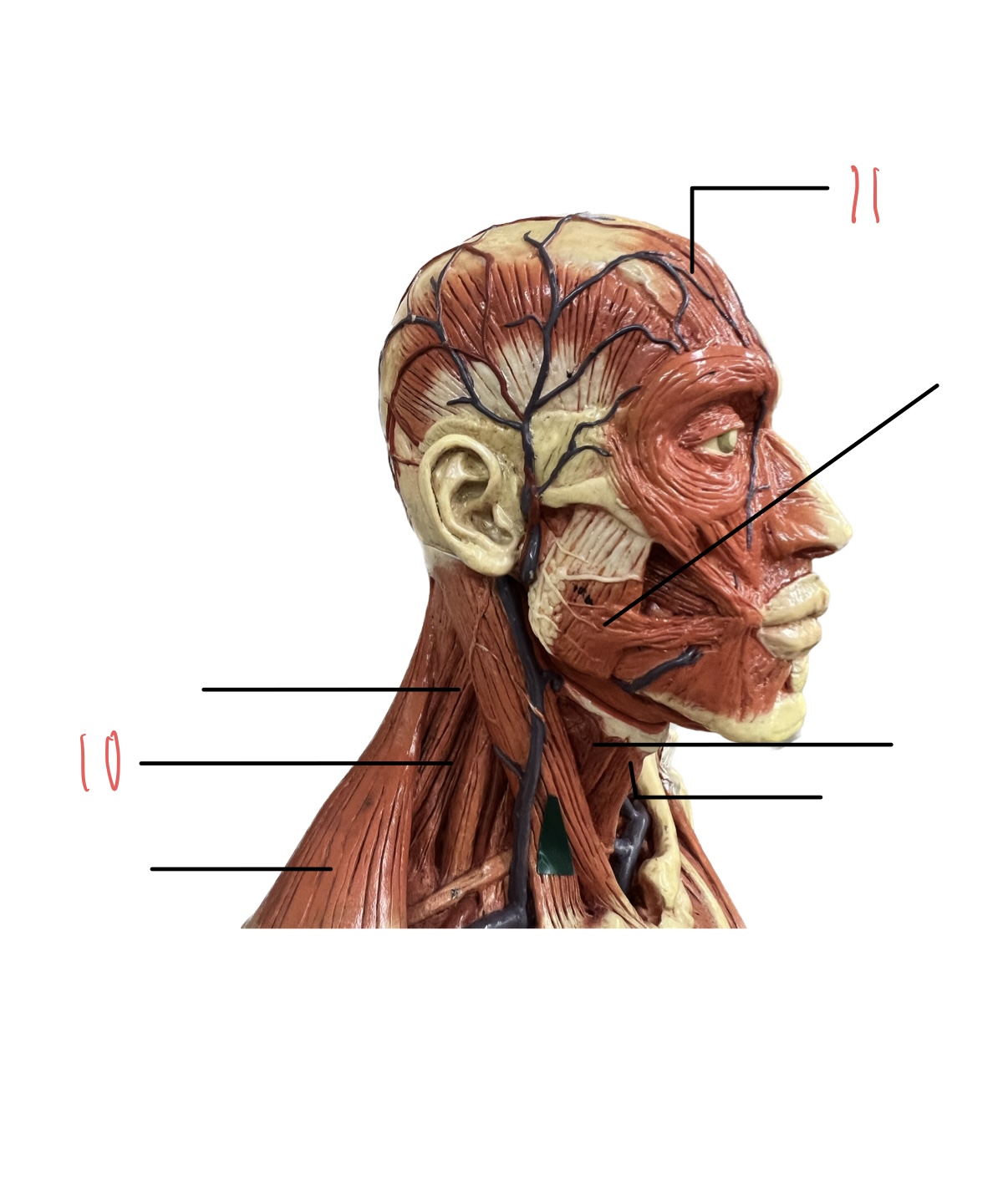 <p>10</p>