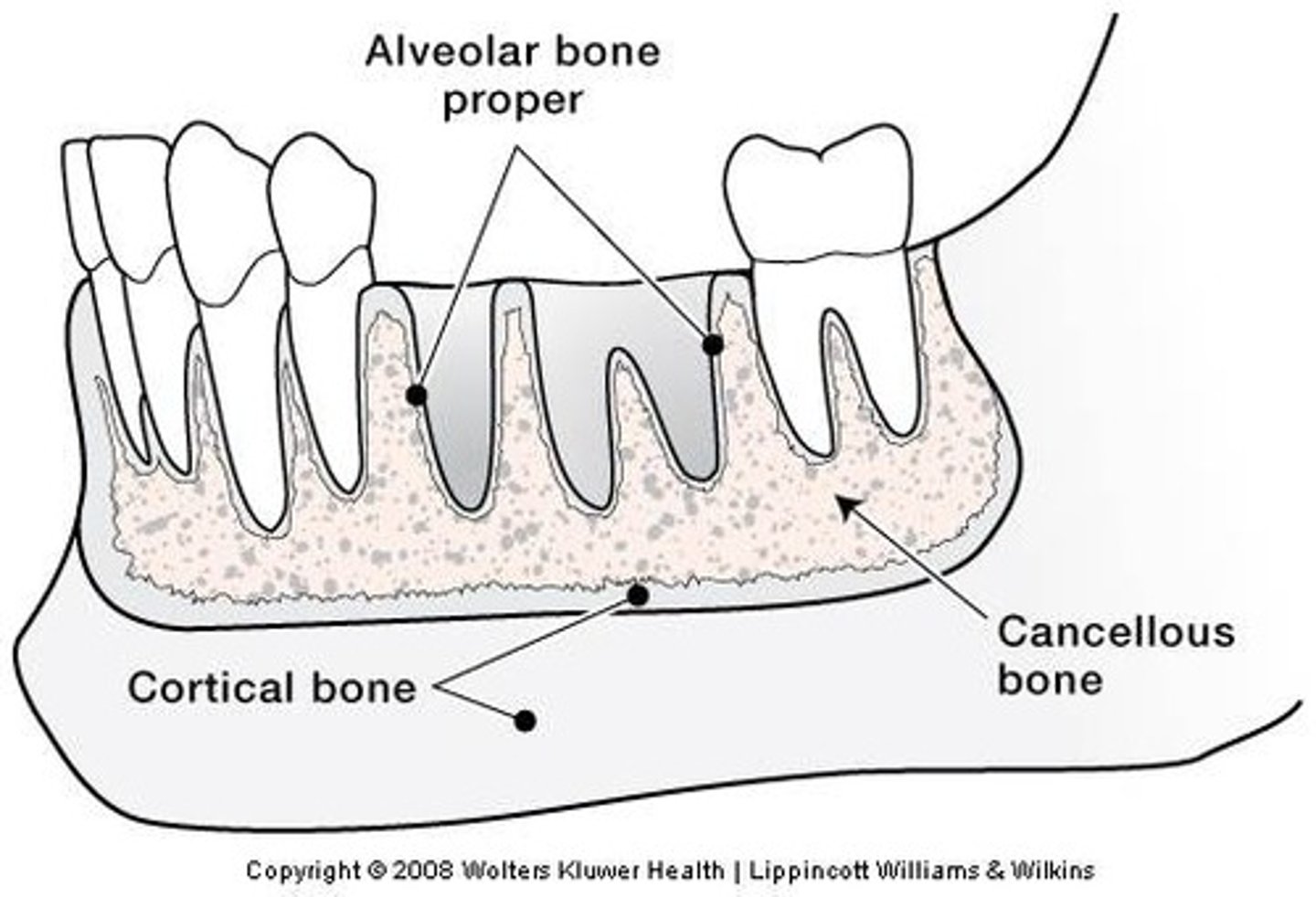 <p>Alveolar bone proper, cortical bone, cancellous bone</p>