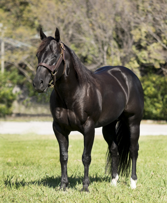 <p><span>A <strong>pitch-black</strong> horse with a black mane and tail</span></p><ul><li><p><span>Body will slightly (if at all) show red the sunlight.</span></p></li></ul><p></p>