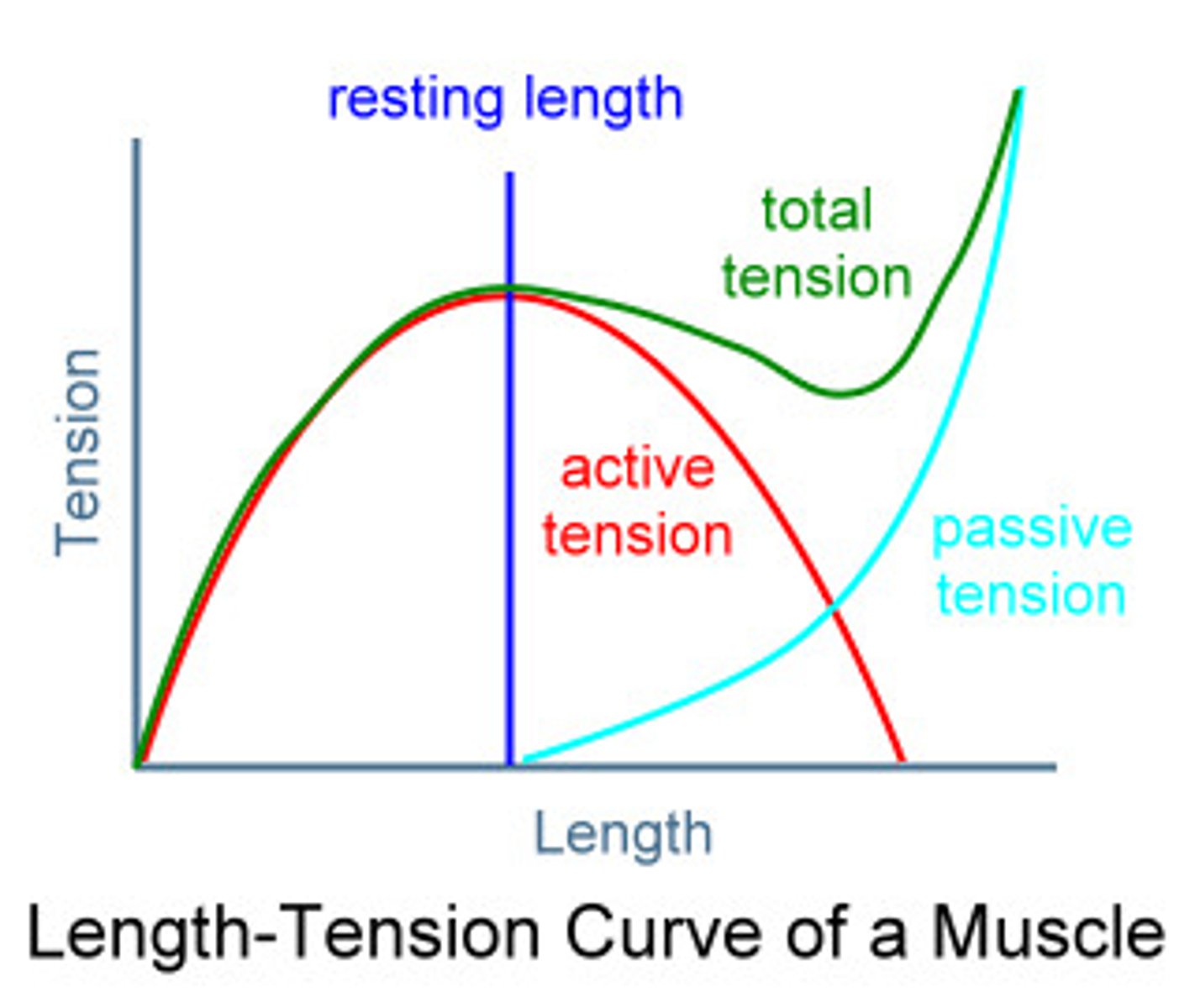 <p>the curve that accounts for the active and passive elements of muscle tension and dictates that optimal tension is developed at one point known as the resting length, the point in its range where peak torque is developed</p>