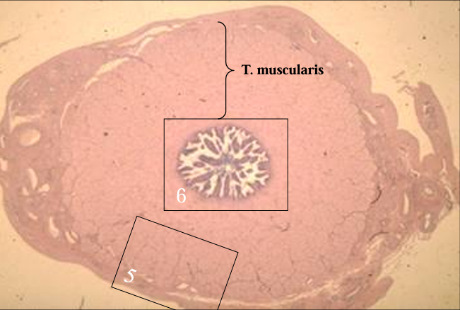 <p>Cross-section of the equine ductus deferens, H-E stain. </p><p>Notice the thick tunica muscularis.</p>