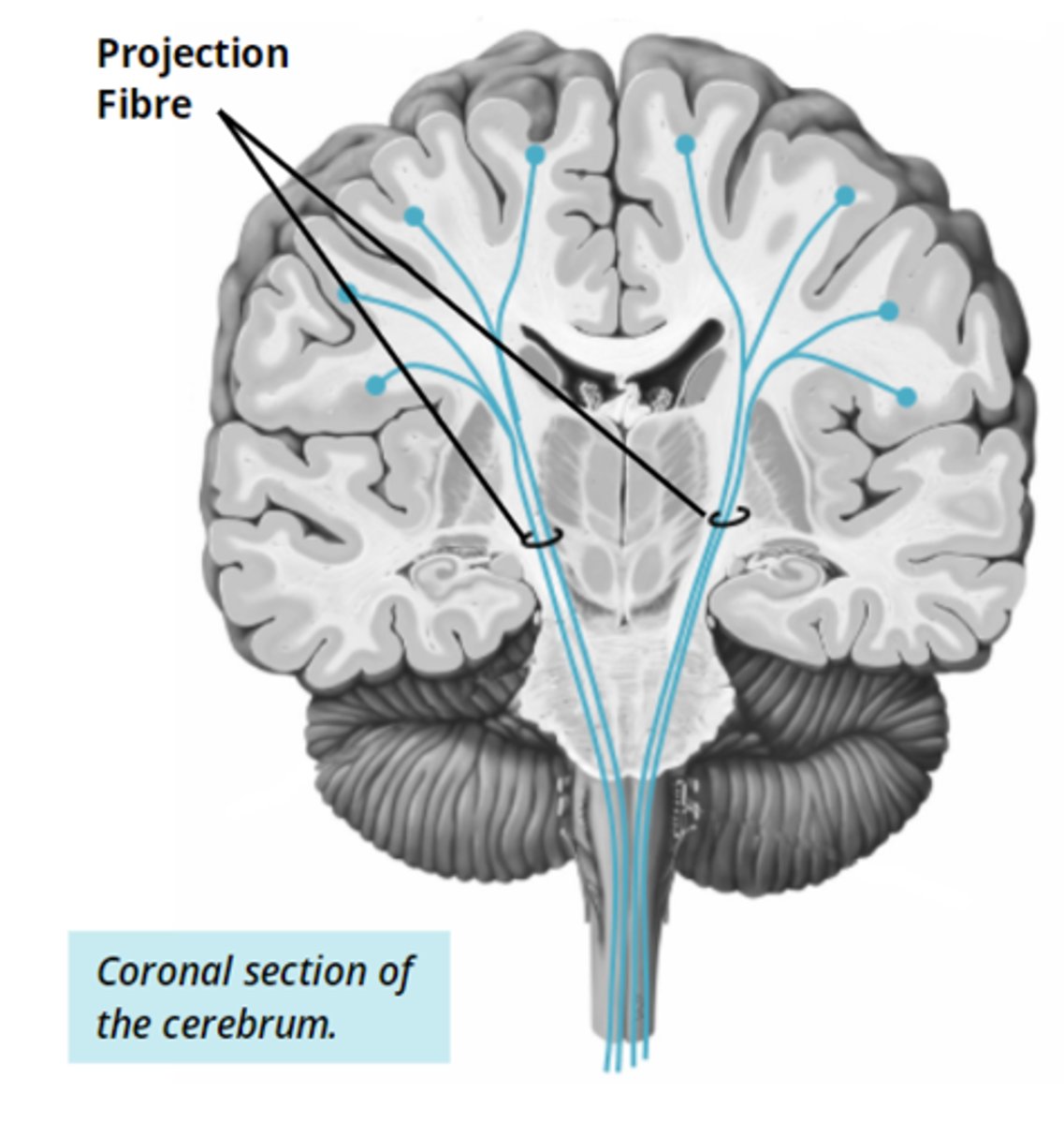 <p>- facilitates communication between different levels of the CNS (like between the brain and the spinal cord)</p>