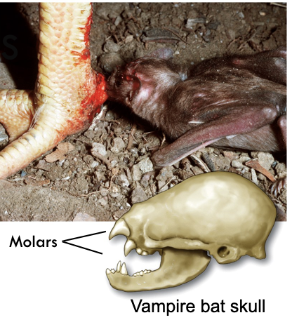 <ul><li><p>Apparently useless anatomical features reveal evolutionary past</p></li><li><p>Vampire bats still have molar teeth, even though the consume an all liquid diet</p></li></ul>