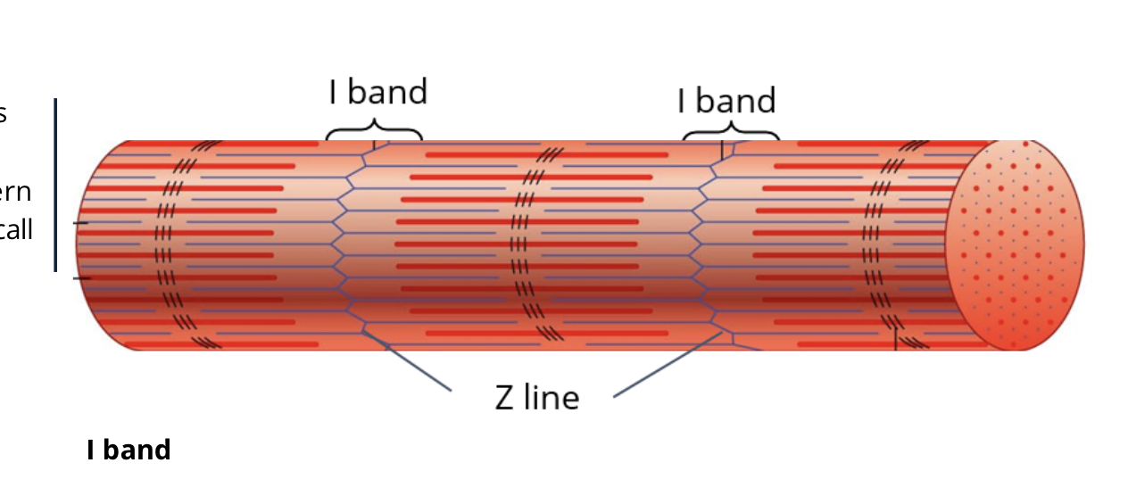 <p>just the thin band (actin) </p>