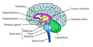 <p><strong>a bundle of nerve fibers that allow your brain's left and right hemispheres to communicate</strong><span>. It plays a role in how you think, remember and coordinate your movements</span></p>