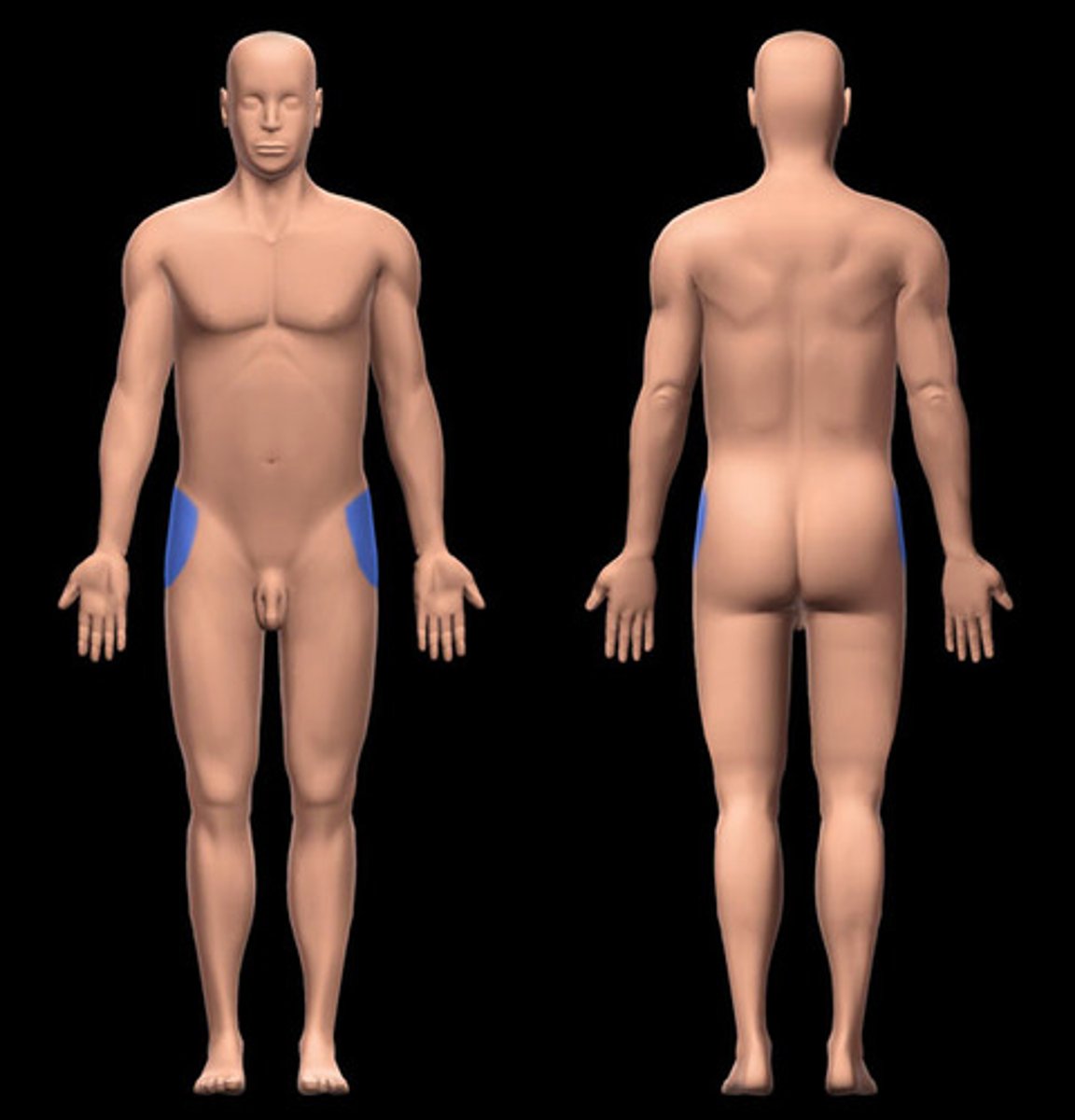<p>Hips</p>
