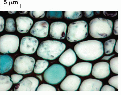 <p>Thicker walls for flexible support. These cells dont store food. They constitute living cells. Provides structural support to plants</p>