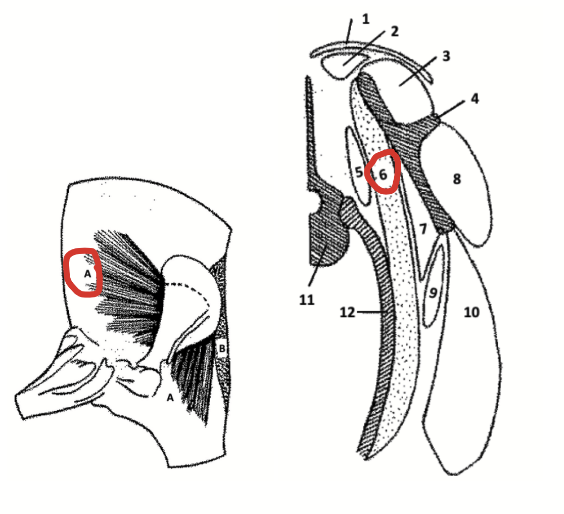 <p>A large, fan-like muscle of the ribcage that radiates from the medial face of the scapula and attaches to the lateral surfaces of the ribs.</p><p>The major component of a muscular sling that suspends the thorax of an animal from between its forelimbs. The muscular sling that holds the forelimb onto the body serves as a shock absorber during locomotion.</p><ul><li><p>This muscular suspension system has no counterpart in the hindlimb since the pelvis is fused to the vertebral column.</p></li></ul><p></p>
