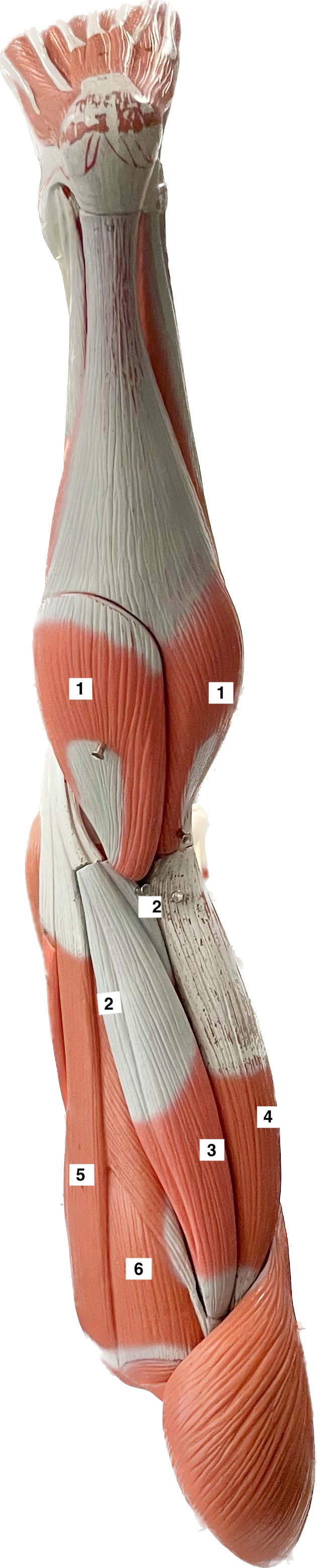 biceps femoris - flexes leg, extends thigh