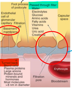 <p>Structures that help filter substances from the basement membrane</p>
