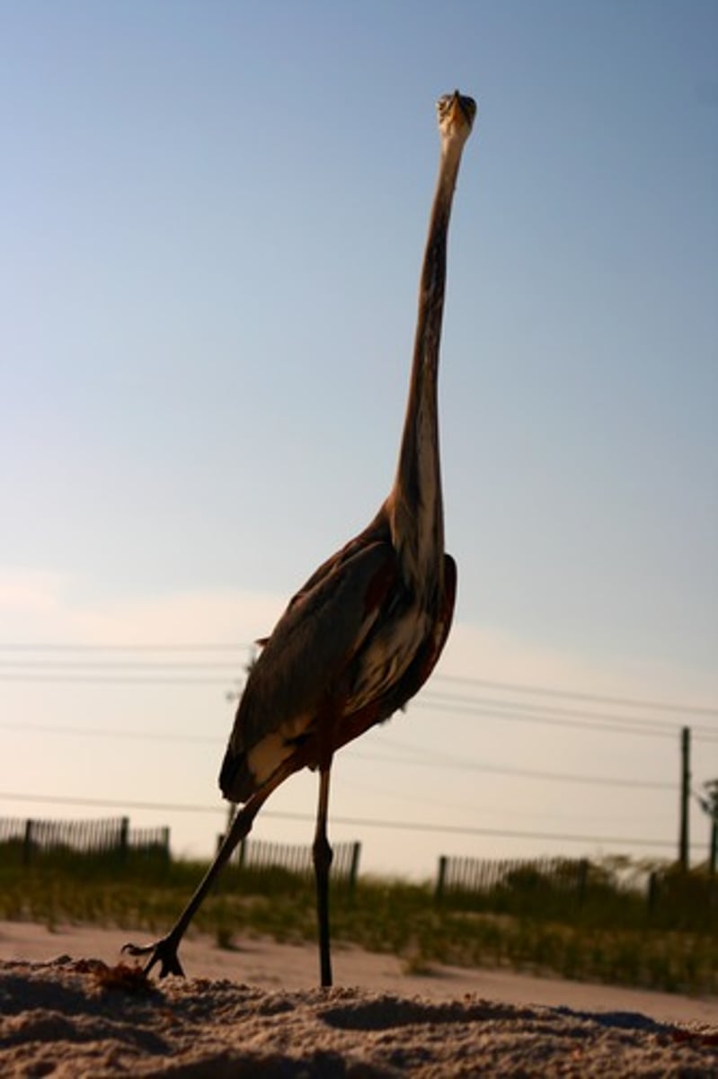 <p>Довгов'язий</p><p>(Adjective) Ungracefully tall and thin; having long limbs.</p><p>He was a ______ teenager who was all arms and legs.</p><p>Despite his ______ frame, the basketball player moved with surprising speed.</p><p>The ______ figure of the man cast a long shadow in the evening sun.</p>