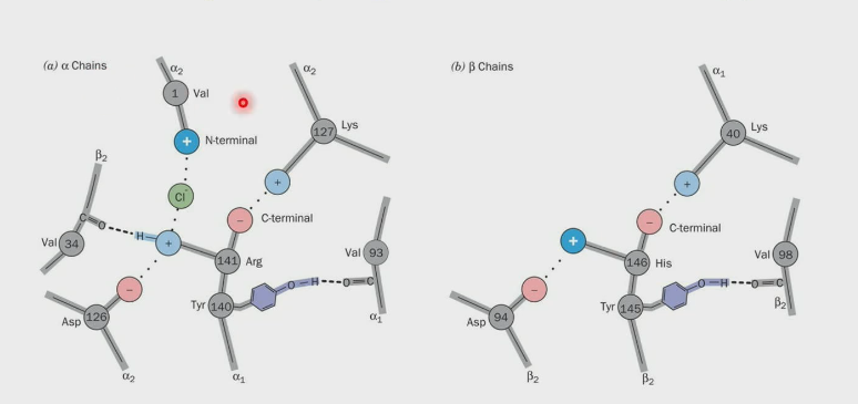 <ul><li><p>Both the alpha and beta C-termini form ion pairs, these ion pairs are formed in the T state and the binding of O<sub>2</sub> tears the ion pairs.</p></li></ul><p></p>