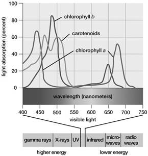 Based on this graph, which wavelengths of light would result in the highest rates of ATP production during photosynthesis?