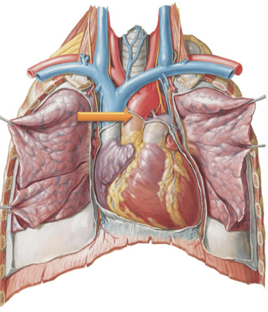 <p>Region of aorta that courses posterior to the heart as it descends through the thorax.</p>