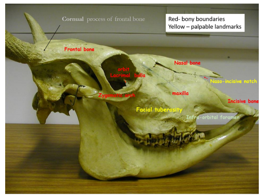 <ul><li><p>facial tuberosity</p></li><li><p>Naso-incisive notch</p></li><li><p>Infra-orbital foramen</p></li></ul><p></p>