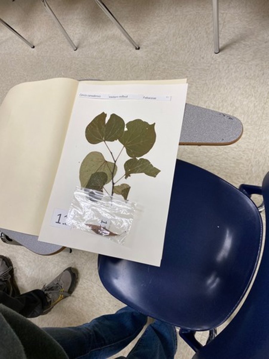 <p>Cercis canadensis (Fabaceae)</p>