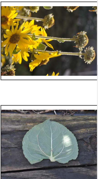 <p>Helianthus mollis </p>