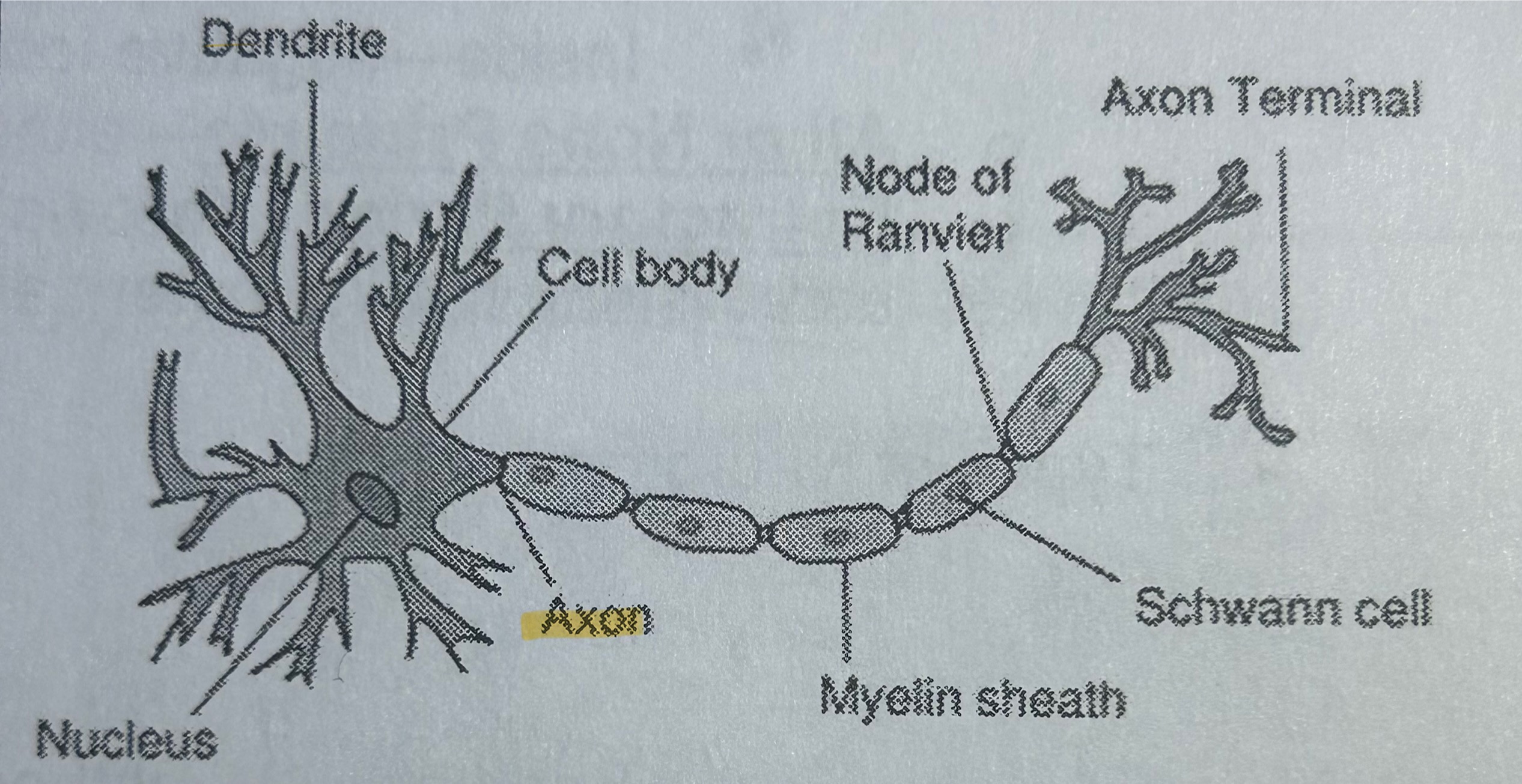 <p>Part of a neuron; sends a message (NOT TESTED)</p>